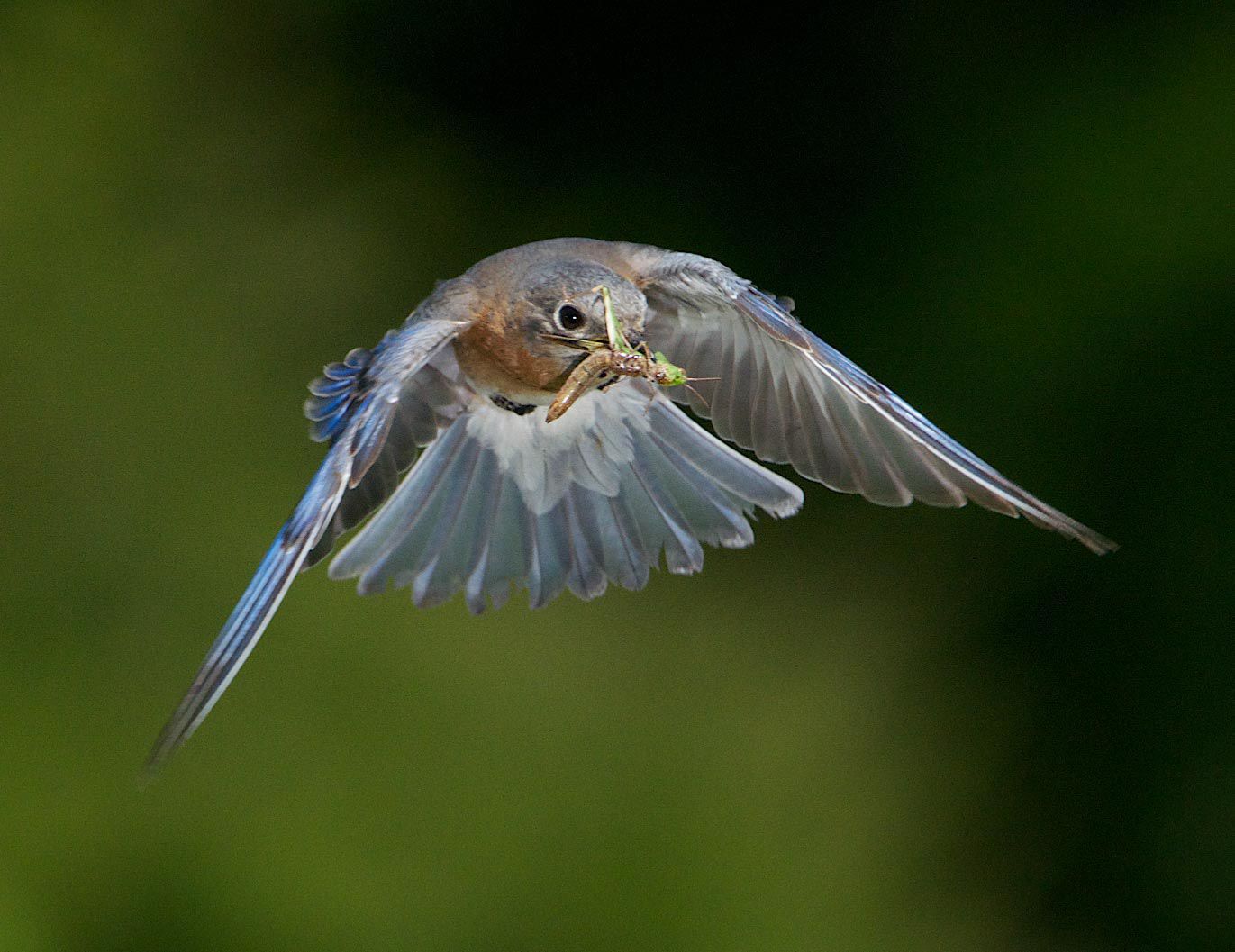 bluebird